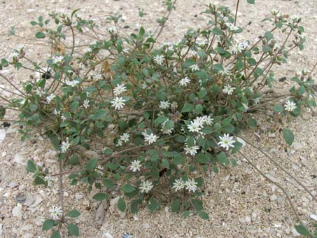 Drymaria holosteoides plant on beach dune