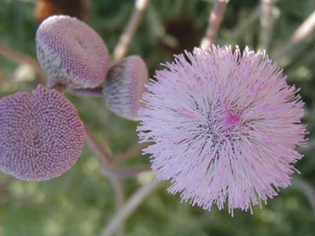 Flowering head of Hofmeisteria fasciculata var. pubescens