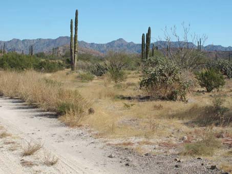 Native and introduced grasses in desert