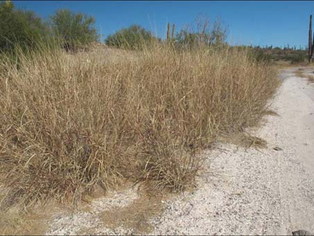 Pennisetum ciliare coloniza al lado de un camino