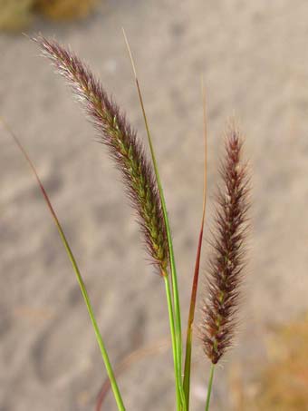 Seed heads of Pennisetum ciliare