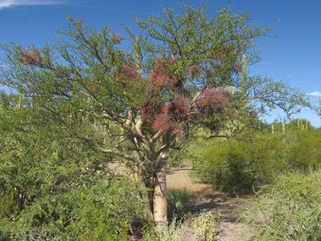 Canyon near Loreto