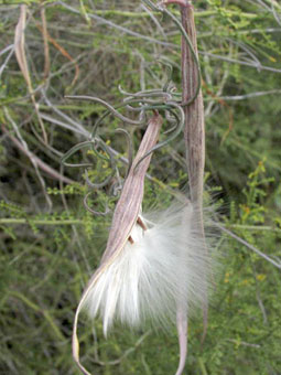 Fruit and seeds of Seutera palmeri