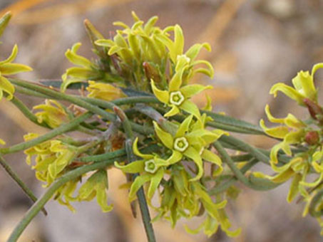 Flowers of Seutera palmeri