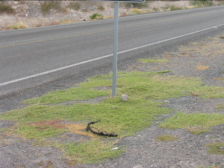 Tribulus terrestris growing along the highway