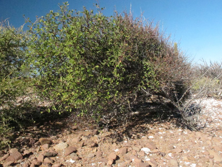 wind pruned tree