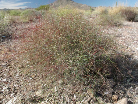 Desert Trumpet Plant