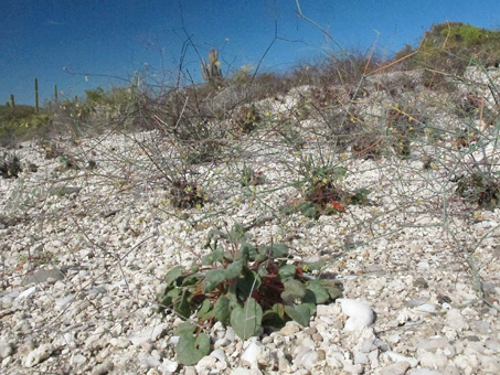 Desert Trumpet Plant