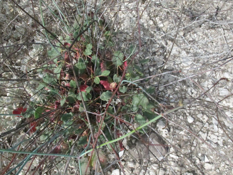 Desert Trumpet Plant