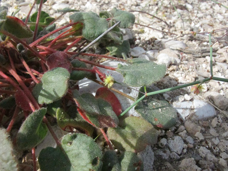 Desert Trumpet Plant