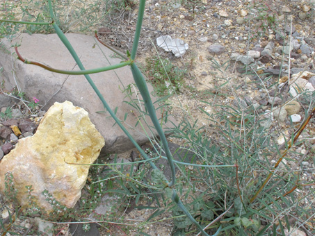 Desert Trumpet Plant