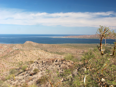 elephant tree and bay view