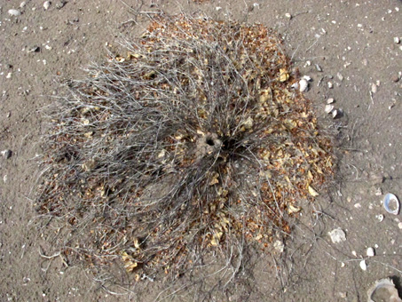 Wolf Spider nest