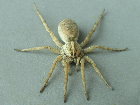 Wolf Spider