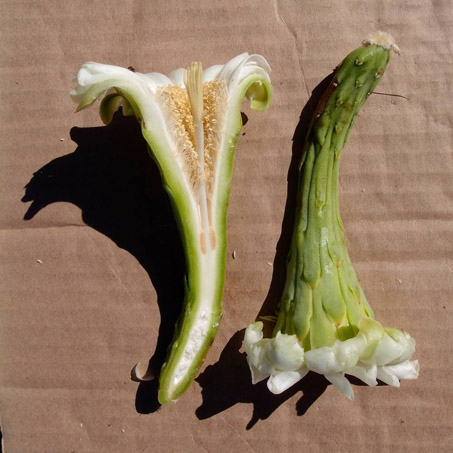 Saguaro flower in cross-section