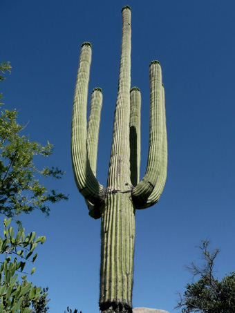 Saguaro habit