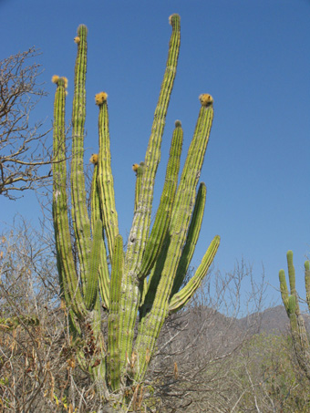 Pachycereus pecten-aboriginum habit