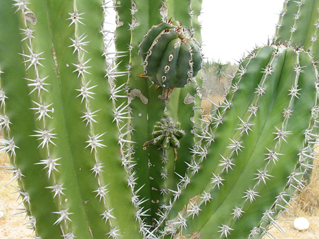 Cardón barbón stems