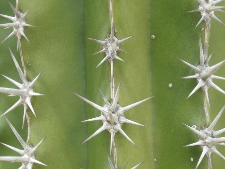 Cardón barbón spines