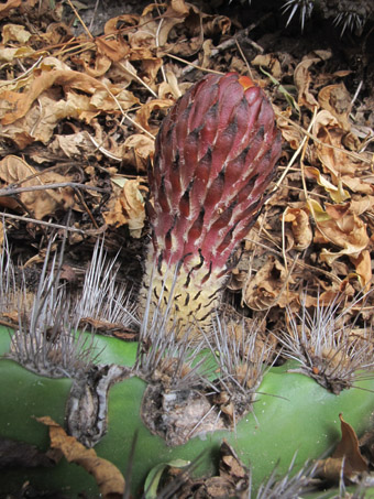 Cardón barbón flower