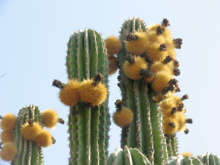 Cardón Barbón fruit