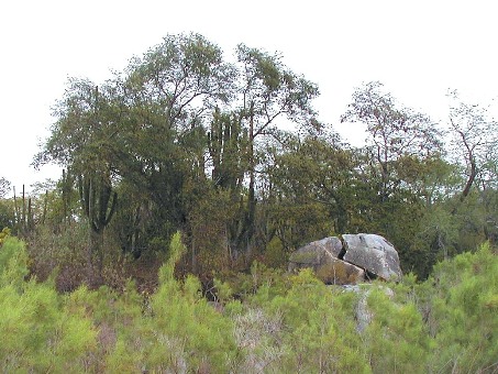 Cardón barbón habitat