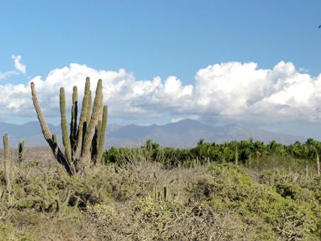 Cardón barbón habitat