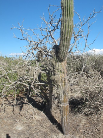 Cardón barbón stem