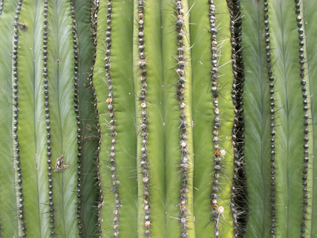 Cardón spines