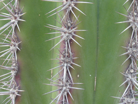 Cardón spines up close