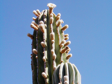 Flowering cardón stems