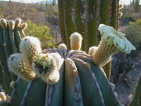 Cardón flowers