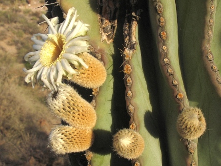 Cardón flowers