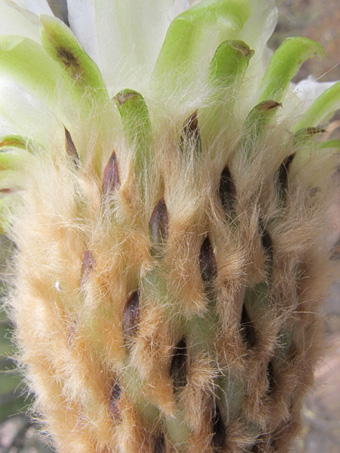 Cardón flower closeup