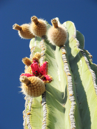 Cardón fruit