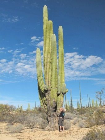 Pachycereus pecten-aboriginum