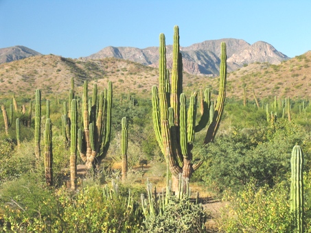 Cardón habitat