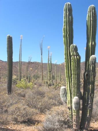 Cardón stems