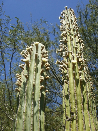 Cardón trunk