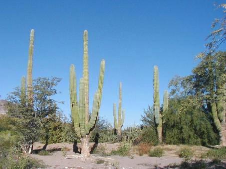 Cardón habitat