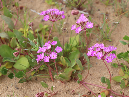 slender sand verbena