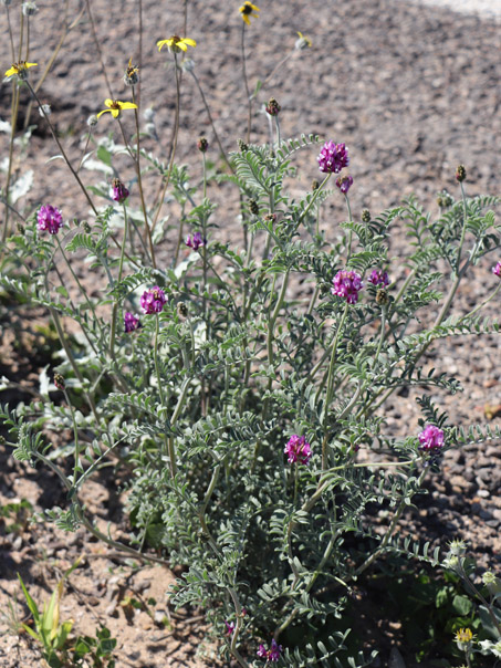 dune milkvetch