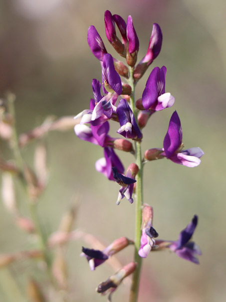 dune milkvetch