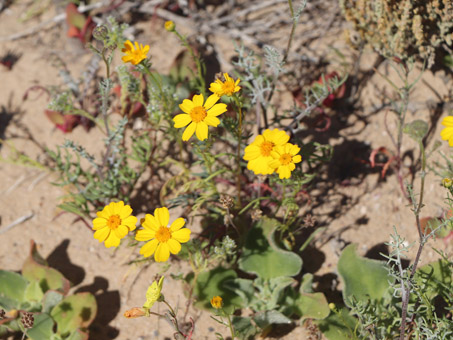 Boeberastrum anthemidifolia