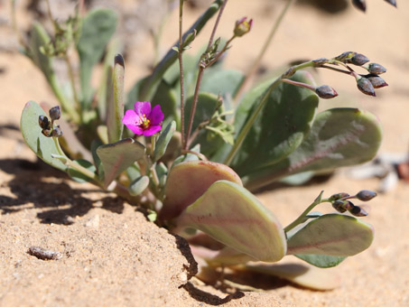 Seaside calandrinia