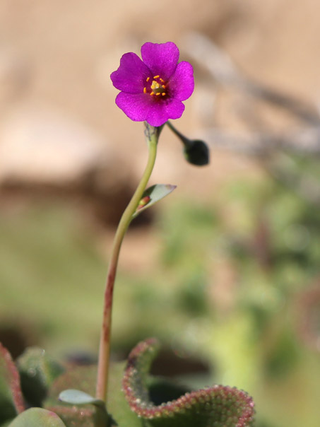 Seaside calandrinia flower