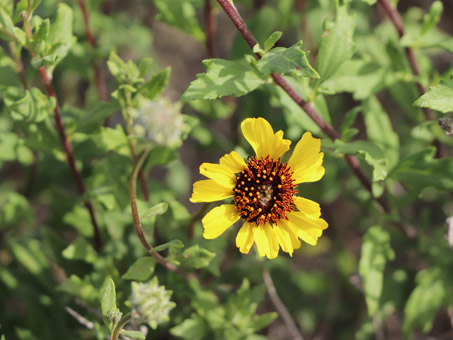 Encelia hybrid