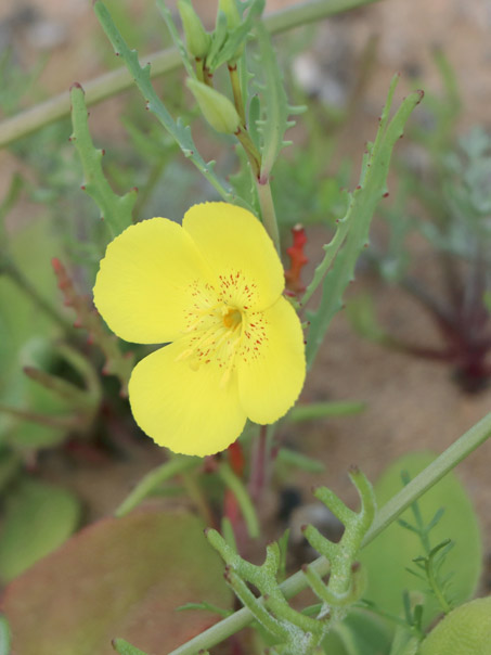 Baja California Sun Cup flowers