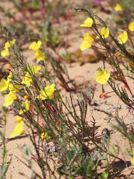 Baja California Sun Cup flowers