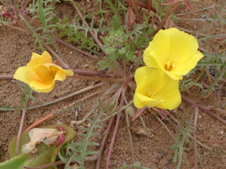 Vizcaíno sun cup